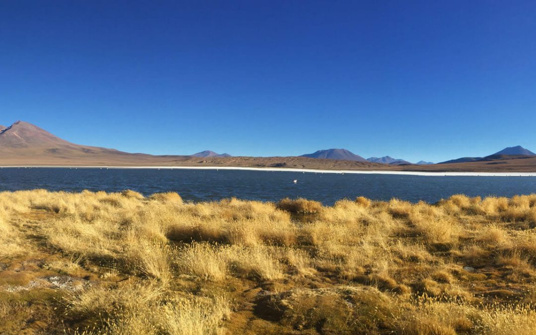 Salar Full Day y Lagunas Altiplánicas